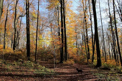Rezerwat przyrody Bukowica