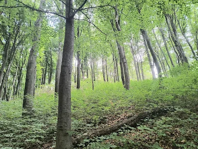 Rezerwat przyrody Lipowiec